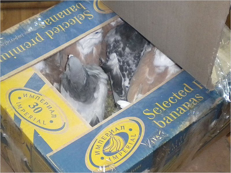 Брянские таможенники отослали обратно на Украину 50 голубей