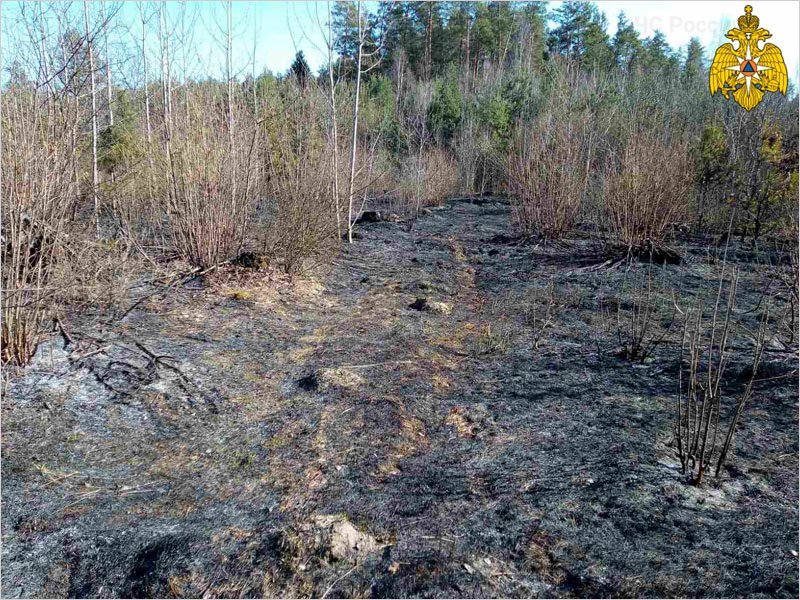 В Навлинском районе потушен лесной пожар