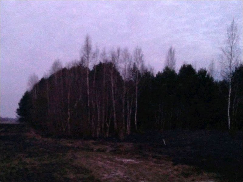 На границе Брянска потушен лесной пожар площадью семь гектаров