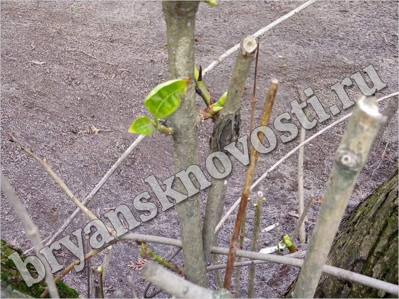 Первая листва на деревьях начала пробиваться в Новозыбкове