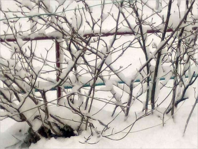 В юго-западных районах Брянской области 22 марта выпал снег