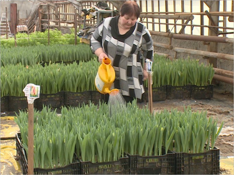В Брянске вырастили к 8 Марта 8 тысяч тюльпанов