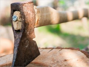 Объём нелегальной заготовки древесины в брянских лесах значительно ниже уровня прошлого года – Дзубан