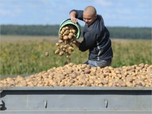 Урожай картофеля в брянских сельхозпредприятиях в 2021 году составил 880 тыс. тонн