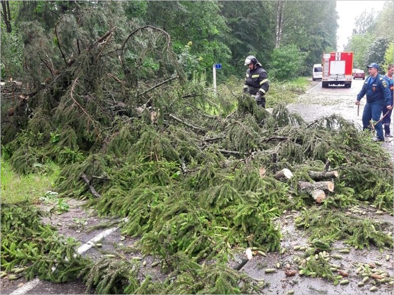 Ураганный ветер повалил в Белых Берегах как минимум 25 деревьев