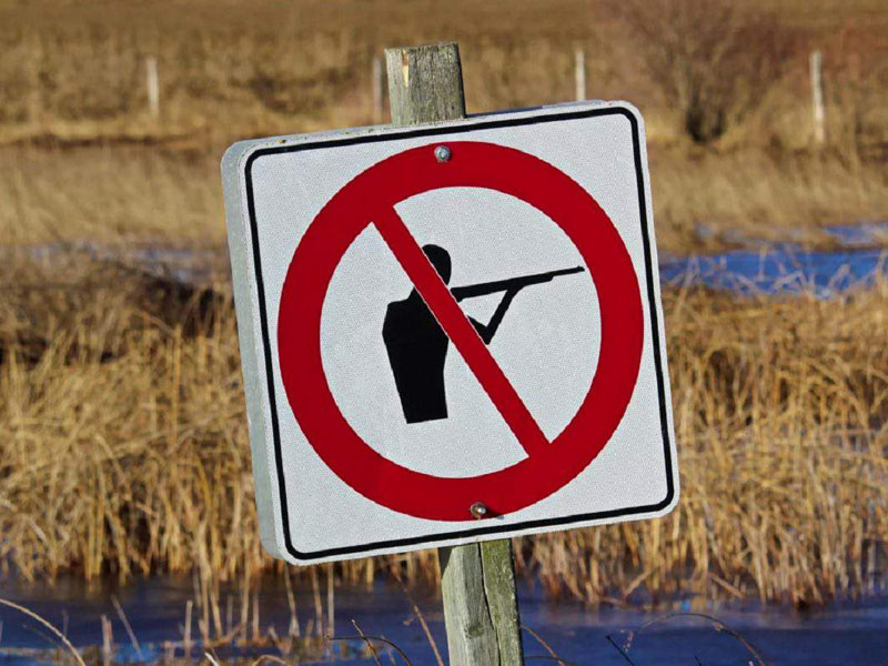 В Брянской области запретили охоту на кабана и косулю. И всю любительскую и спортивную охоту в принципе