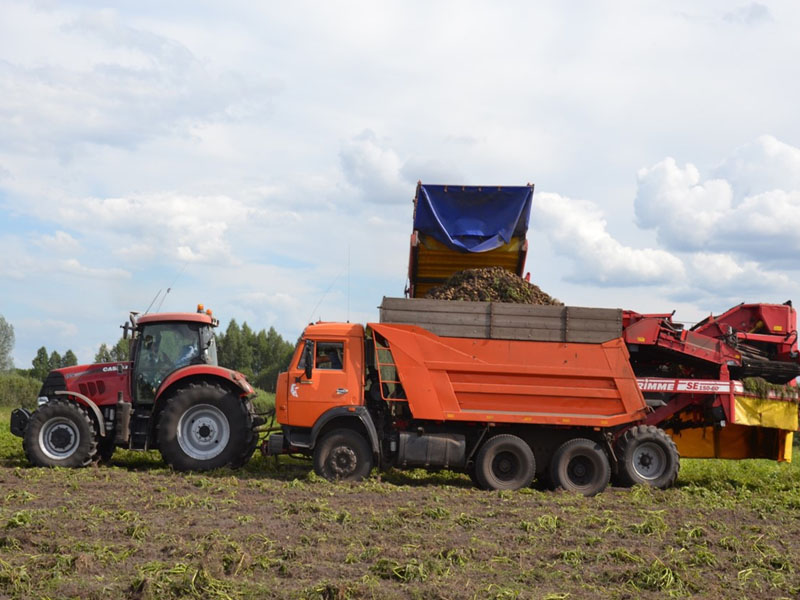 В Брянской области убрана четверть площадей картофеля со средней урожайностью 320 ц/га