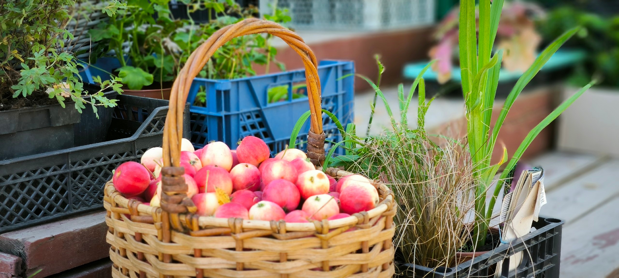 Жителей Брянска приглашают на выставку–праздник "Три Спаса"