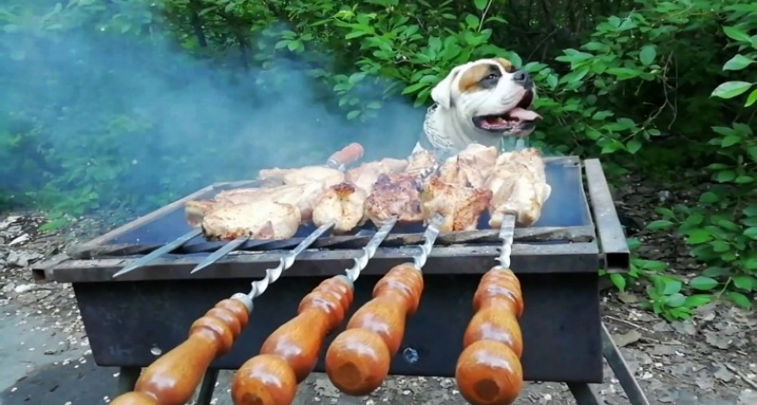 Кинологи предупреждают, что шашлыком собак кормить запрещено