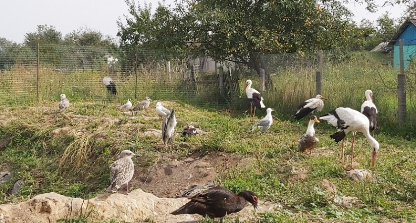 Пернатые подопечные почепского приюта для птиц нуждаются в помощи