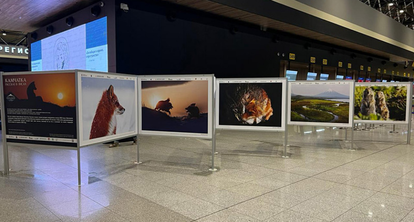Фотовыставка Дмитрия Шпиленка о дикой природе Камчатки открылась в аэропорту Шереметьево