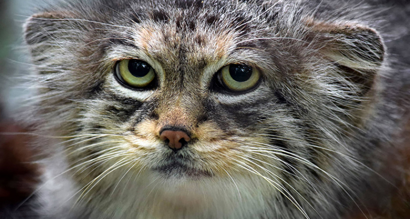 «Кто говорит? Манул!»: абоненты Tele2 могут позвонить диким животным