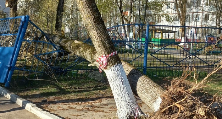 Упавшее дерево разнесло ограду детсада «Моржонок» в Брянске