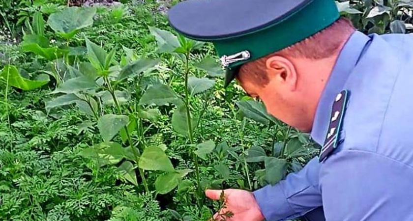 Под Новозыбковом выросла карантинная зона по амброзии полыннолистной