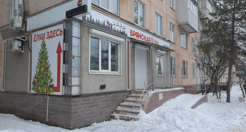 Брянская область «экспортирует» в другие регионы России более 12 тыс. новогодних елей и сосен