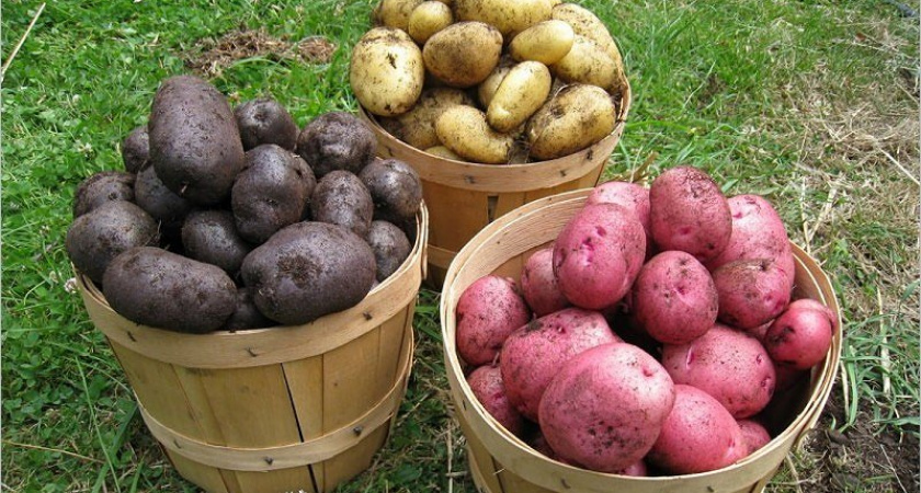 200 лет брянскому картофелю: праздник, который украл коронавирус