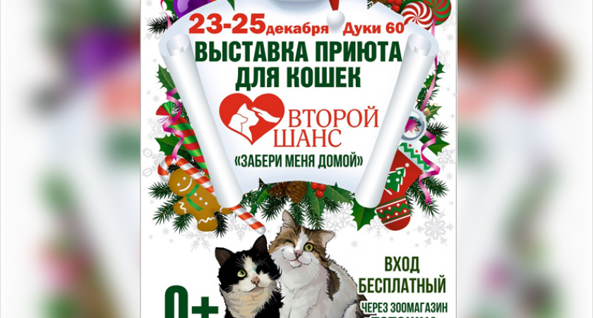 «Забери меня домой»: в Брянске пройдёт выставка кошек из приюта