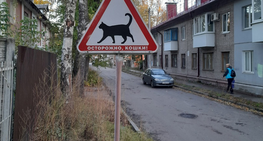 Первый в Брянске котопереход появился на улице Мало-Орловской