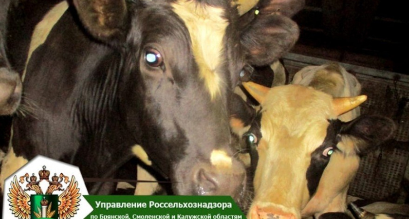 В Брянскую область не пустили два десятка белорусских коров
