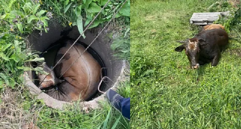 Брянские спасатели достали корову из люка