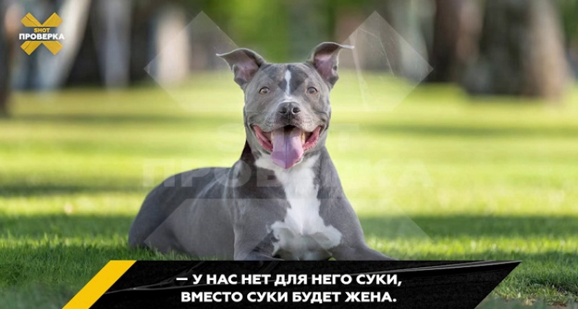 Понедельник начинается с дичи: зоофил из Брянска ищет кобеля для своей жены