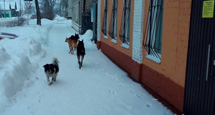 Клинцовский суд обязал городские власти выплатить 30 тысяч за нападение собаки на подростка