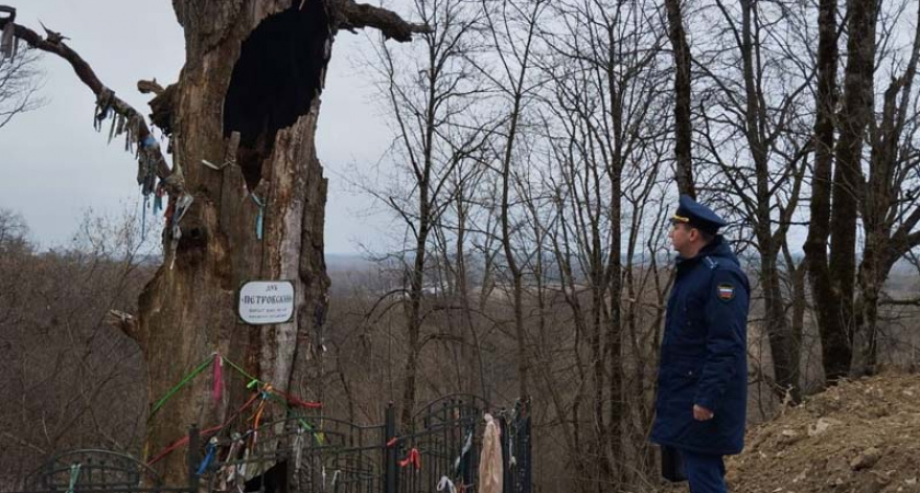 Брянская прокуратура не нашла поврежденных корней у «дуба Петра I» у Свенского монастыря