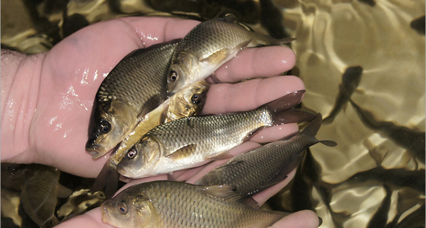 В Десну запущено 16 тыс. мальков сазана