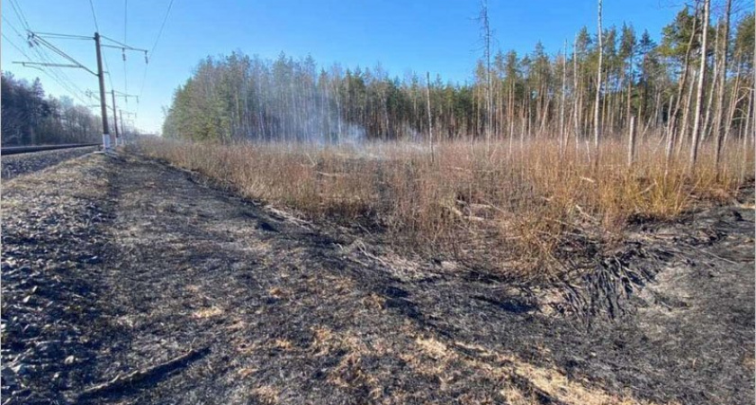За день в Брянской области произошло четыре лесных пожара