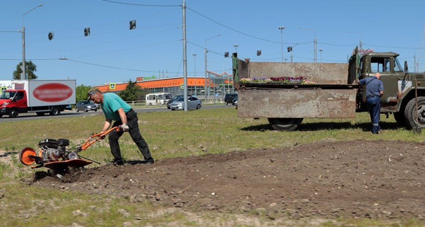 На месте тюльпанов в Брянске высадят 400 тысяч однолетников