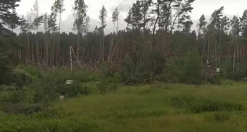 Появилось видео ураганного «лесоповала» под Сельцо Брянской области