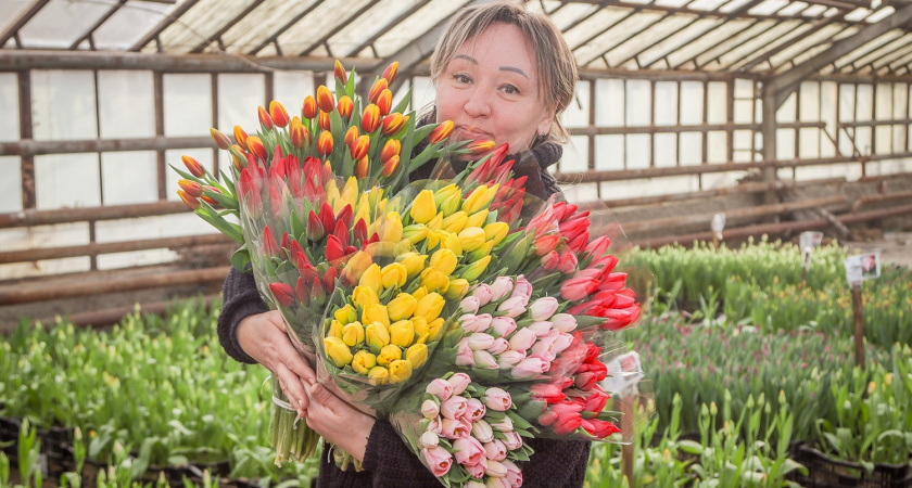 «Зеленое хозяйство» Брянска к 8 марта вырастило 20 тысяч тюльпанов