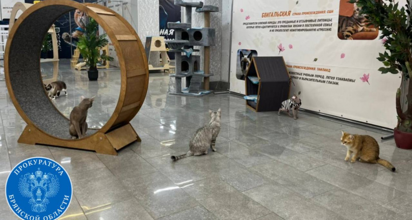 Передвижную кошачью выставку в Брянске наказали за хвостатых «нелегалов»
