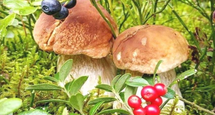 В Брянской области нашли грибы, ягоды и мясо с превышением цезия-137