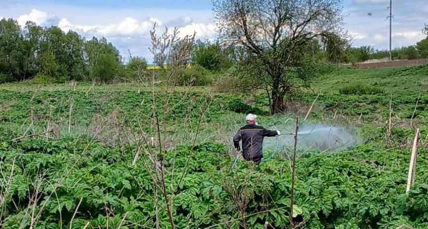 В Брянской области побороли 30 гектаров борщевика, из полутора тысяч гектаров