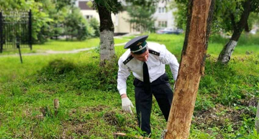 Вслед за Брянском ясеневая златка захватила Клинцы