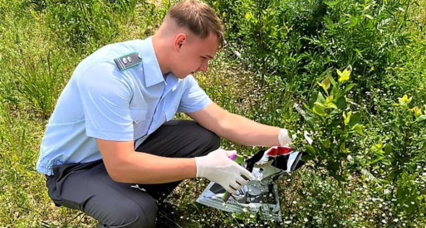 Более 400 га под Карачевом в Брянской области попали под карантин по повилике