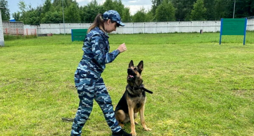 Брянское УМВД подало в суд на поставщика токсичного корма для служебных собак