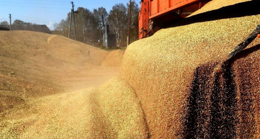 Брянские инспекторы пресекли попытку нелегального ввоза кукурузы