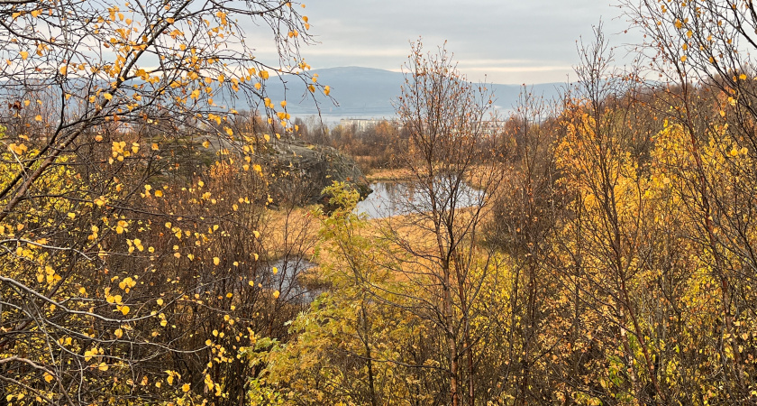 В Брянской области установилась типичная осенняя погода с дождями и ветром