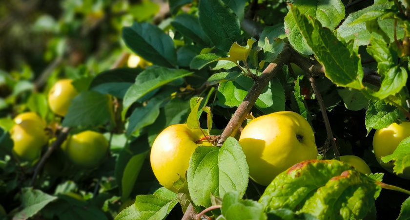 Брянский сад установил рекорд по сбору яблок в текущем сезоне