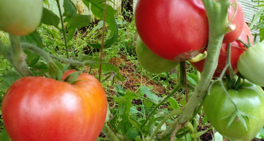 Как в Китае выращивают помидоры "для себя". Повторил их метод и теперь один вопрос: куда деть столько урожая