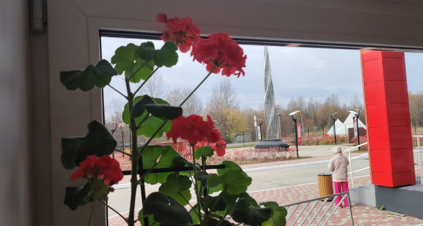 Натуральное удобрение для пышного цветения пеларгонии