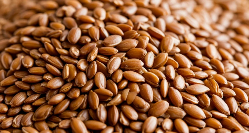 Семена льна: маленький суперпродукт с огромной пользой для здоровья. Чем полезны и кому противопоказаны