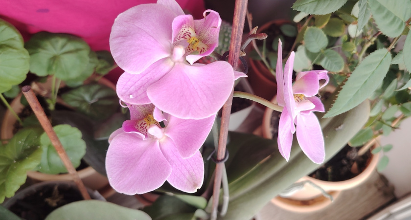 Поливаю орхидеи остатками своего вкусного напитка — и они цветут дольше, чем после удобрений из магазина