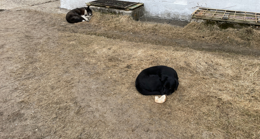 Суд обязал выплатить компенсацию семье девочки, укушенной собакой в Брянске