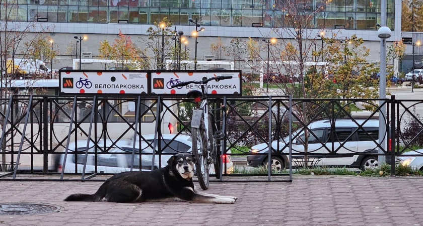 Прокуратура защитила права детей, пострадавших от нападений бродячих собак в Брянской области