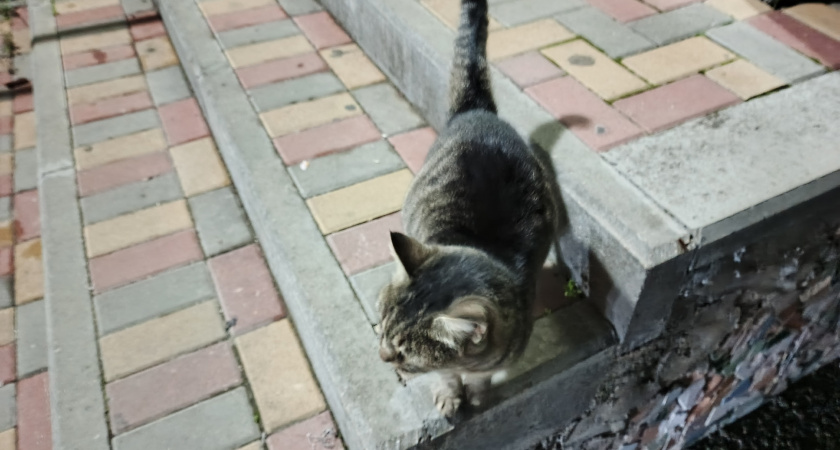 Благодарны ли бездомные коты за то, что их забрали домой. Запомните раз и на всю жизнь