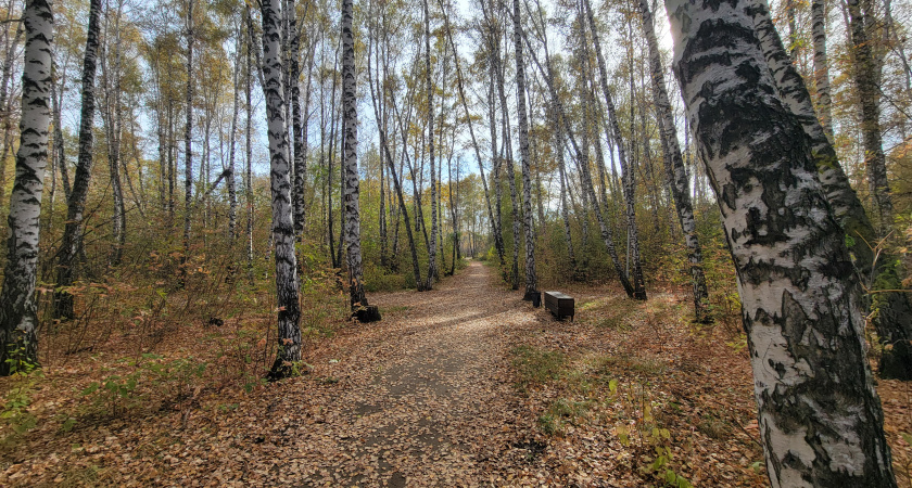 Теплый ноябрьский день ожидается в Брянской области 19 ноября