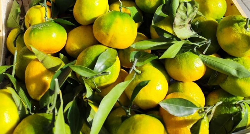 Мандариновую кожуру заливаю уксусом - и всю зиму радуюсь своей хитрости: отличный совет для хозяек